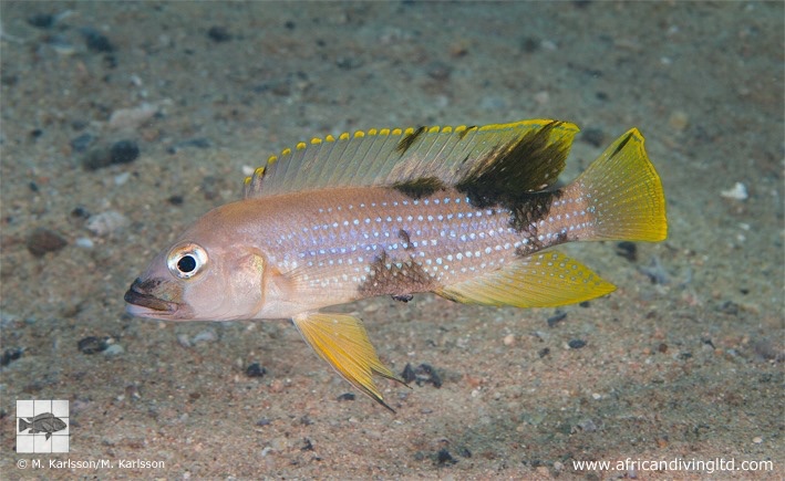 Neolamprologus tetracanthus 'Mtosi Bay'